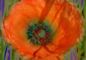 Mohnblume 3.jpg